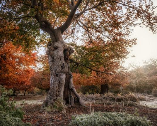 An ancient beech pollard in peak autumn colour on a cold, frosty morning.