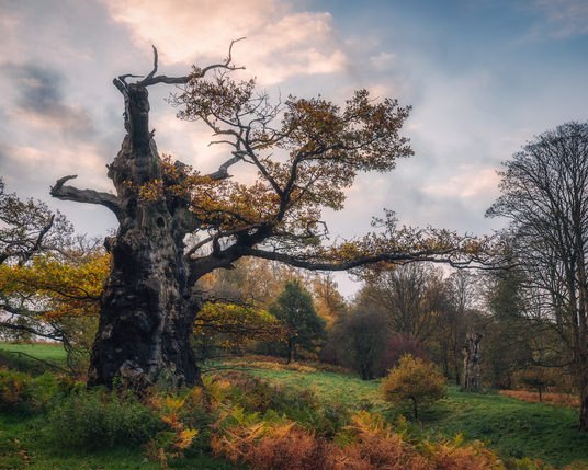 An ancient oak pollard in autumn colour on a beautiful morning.