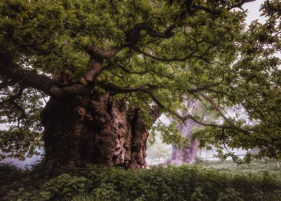 A large, ancient oak pollard in the fog.