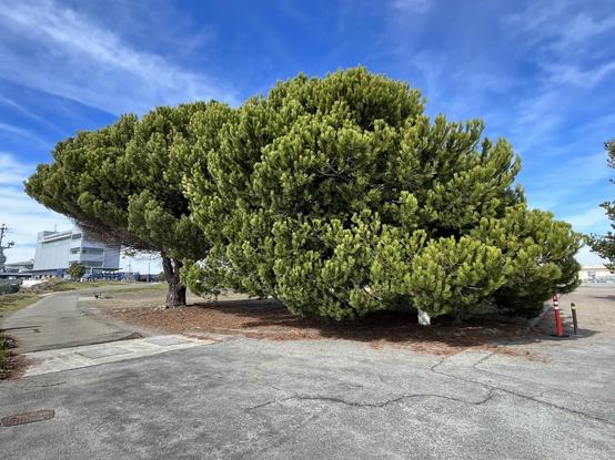 Two large pine trees, wider than they are tall, the nearer one partially obscuring the rear one that peeks out on the left side. The front branches of the front tree nearly touch the ground. The canopy of each tree is cloud shaped, with an upward sweep to the branches, and upward. The sky is deep blue, streaked with white clouds. The foreground is asphalt.