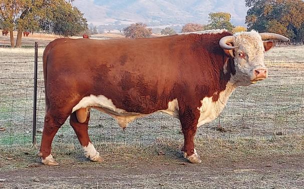 A photo of a large Hereford bull with horns, giving side eye