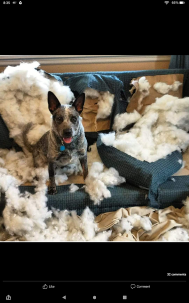 cattle dog puppy sitting on a sofa he has chewed up. Cushions are torn open and stuffing is everywhere.