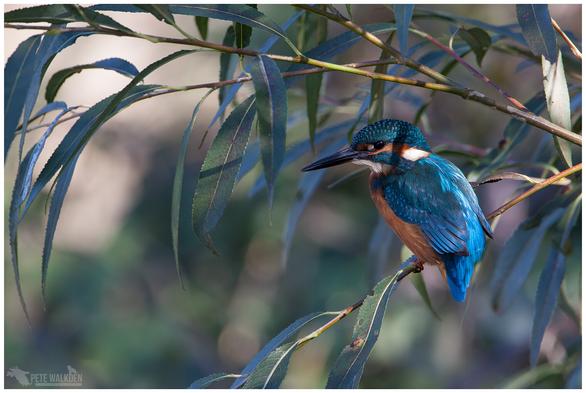 A male common kingfisher perched in a willow tree over a small lake in Worcestershire.