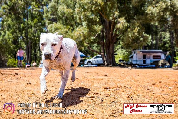 Dog running towards camera