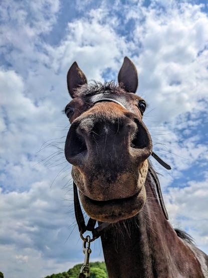 Ruby, a bay (dark brown) pony photographed from beneath her nose, giving a cartoonish appearance of a massive muzzle. She has a "smiley" expression with ears perked up and there is blue sky with fluffy white clouds in the background.