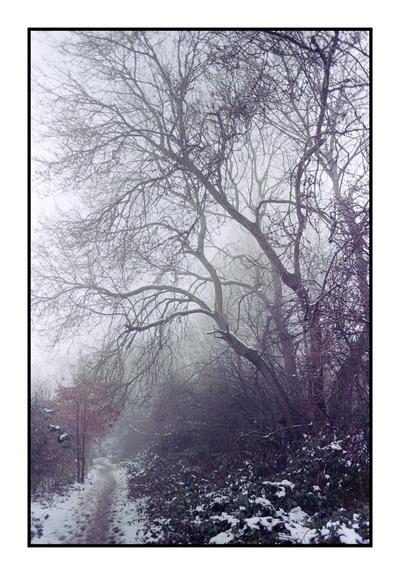 Snowy woodland path
Trees