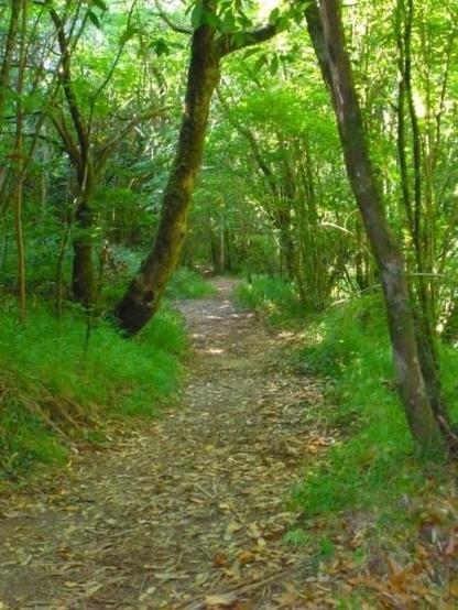 Path that runs through the Fragas Do Eume forest in Galicia, Northwestern Spain.