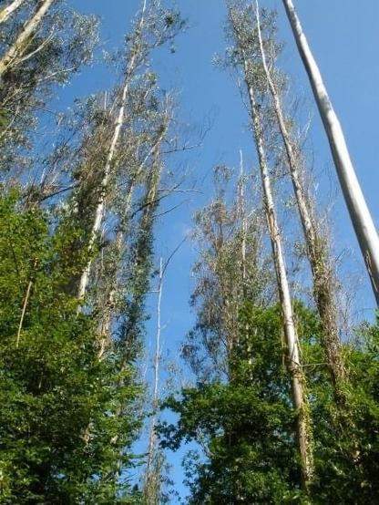 Eucalyptus trees in the Fragas Do Eume forest in Galicia, Northwestern Spain.