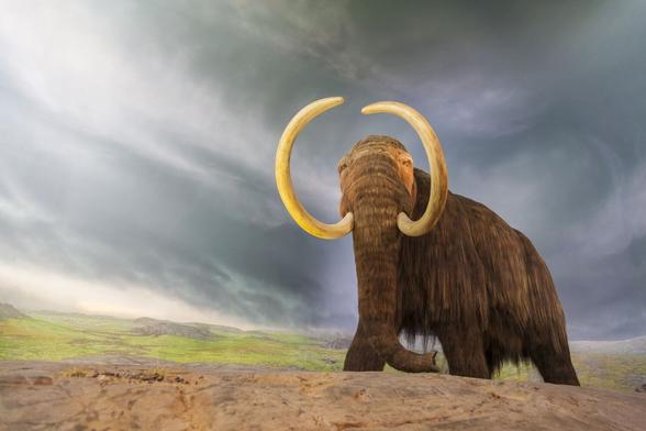 A Mastodon.