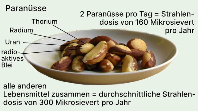 Paranüsse enthalten kleine Mengen Thorium, Radium, Uran und radioaktives Blei. 2 Paranüsse pro Tag ergeben eine Strahlendosis von 160 Mikrosievert im Jahr. Aus allen anderen Lebensmitteln zusammen bekommen wir durchschnittlich 300 Mikrosievert im Jahr.