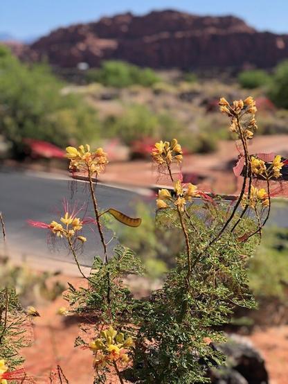 Flowers of St. George, Utah