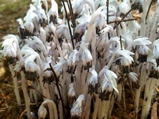 Big cluster of pale white Indian ghost pipe fungi.