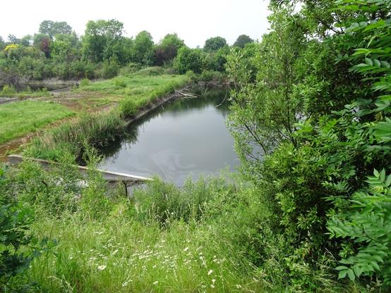 Seething Wells - green water beds