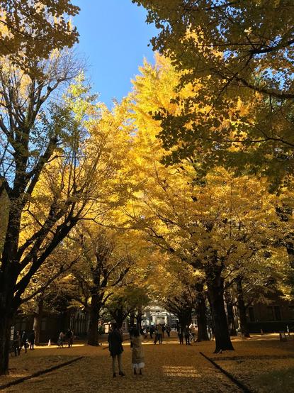 Golden Ginko trees