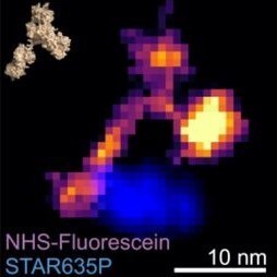 ONE analysis of single molecule - in this case an isolated immunoglobulin.