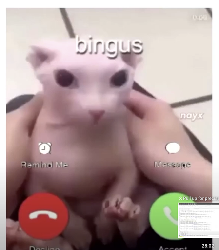 Phone screen with the Bingus (hairless cat) as background captured from the last slide in the presentation