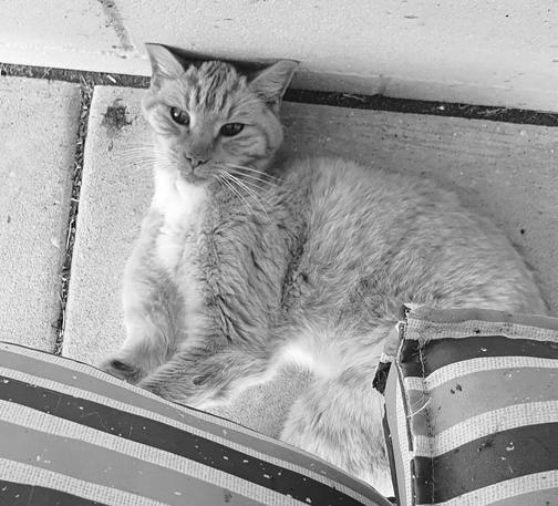 A black and white photo of a cat laying on the cement, with his ears pushed up against the brick wall.