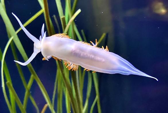 The transparent underside of an opalescent nudibranch or sea slug