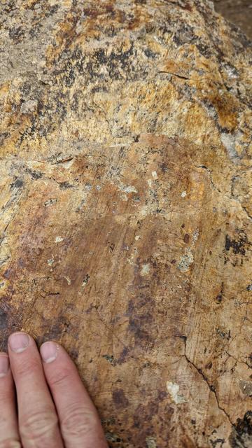 Polished slickensides on tuff at Smith Rock State Park. The slickenside striations are oriented bottom left to top right in the image. Fingers are on the rock for scale.