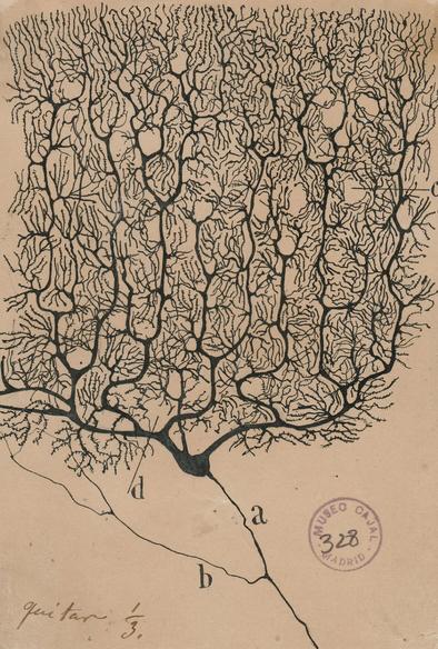 Santiago Ramón y Cajal's gnarly, insanely detailed and maximally arborescent drawing of "Purkinje Neurons From The Human Cerebellum," 1899.