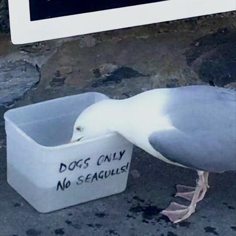 Seagull drinking from container labeled “Dogs only, no seagulls”