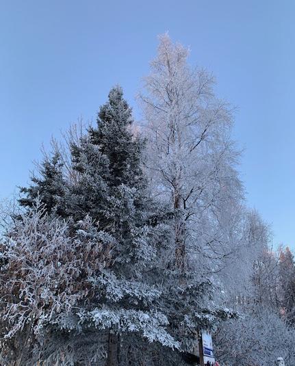 Hoar frosted tree
