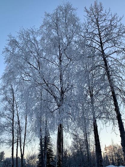 Hoar frosted trees
