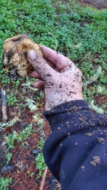 The Onion Earthball is popped open and has sprayed spores all over my body and arms.