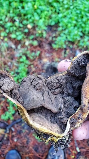 A fully ruptured Onion Earthball in my hand. You can see how thick the outside "skin" is. There are still many ashy black spores inside the mushroom.
