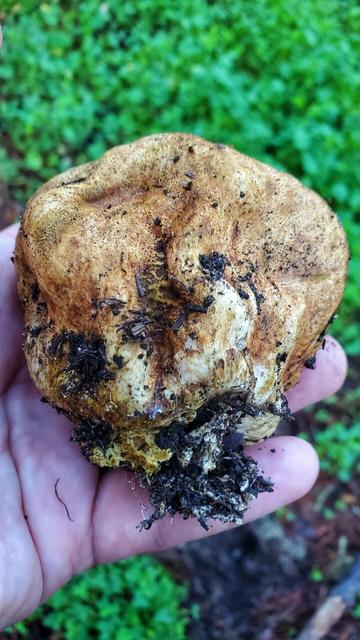 A closeup of a large puffball mushroom called an Onion Earthball in my hand. It is very leathery and wrinkled.