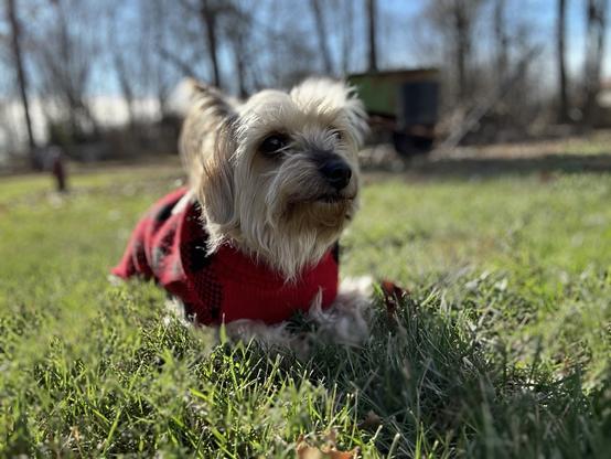 Mickey, a Yorkshire terrier, is wearing a red sweater laying in the grass on a sunny day.
