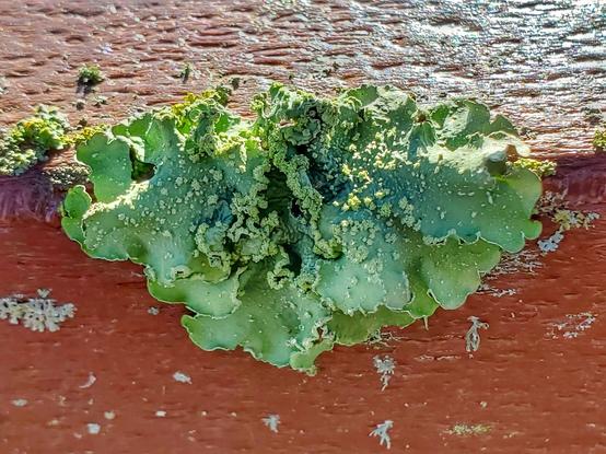Speckled Greenshield, Flavopunctelia flaventior