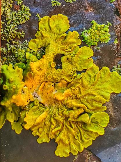 Xanthoria parietina, Common Sunburst lichen