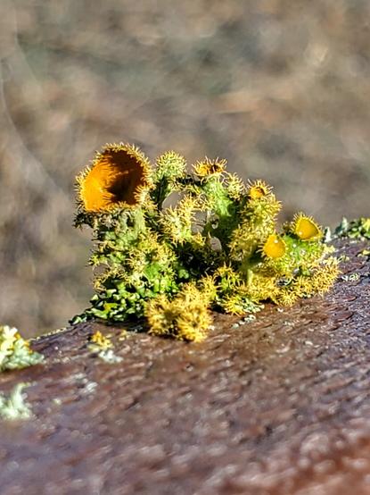 Golden-eye lichen, Teloschistes chrysophthalmus