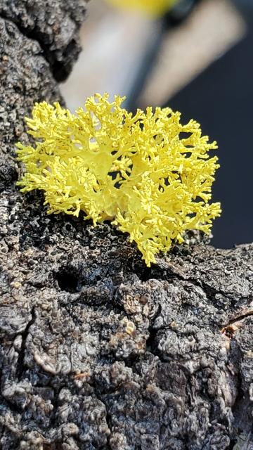 Wolf lichen, genus Letharia