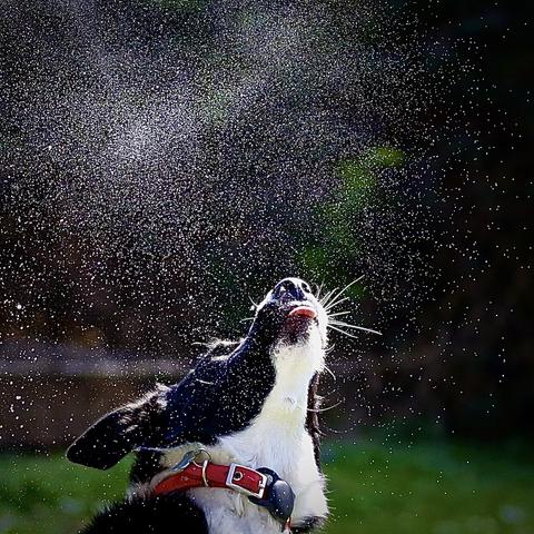 A young border collie jumps up and bursts a soap bubble. Soap bubbles are very popular with young children and most young dogs