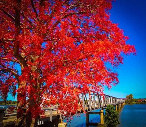 Illawarra #Flametree blooming in brilliant red against a sunshine blue sky day this week at the Martin Bridge over the #ManningRiver #Taree ❤️