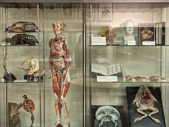 A museum case of anatomical models