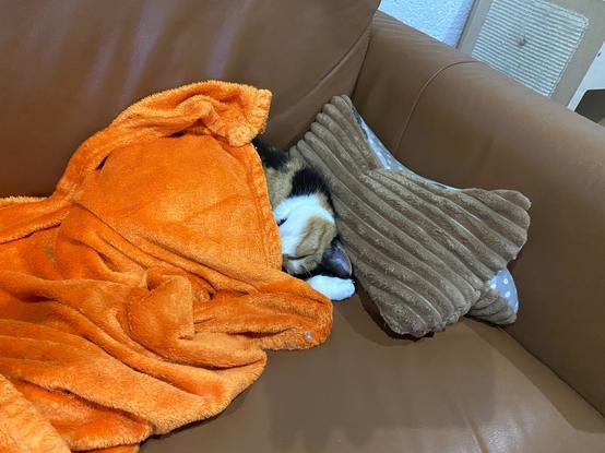 Schlafende zugedeckte Katze auf braunem Ledersofa
