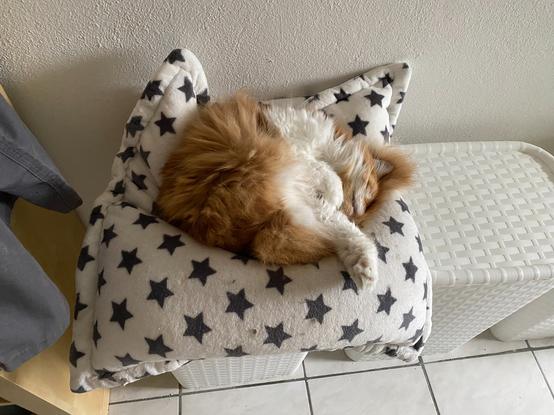 Schlafende Maine Coone Katze auf EPS Sternenkissen