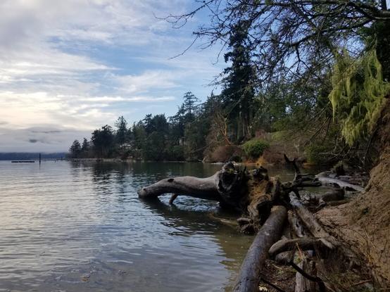 A large dead tree extended out into ocean