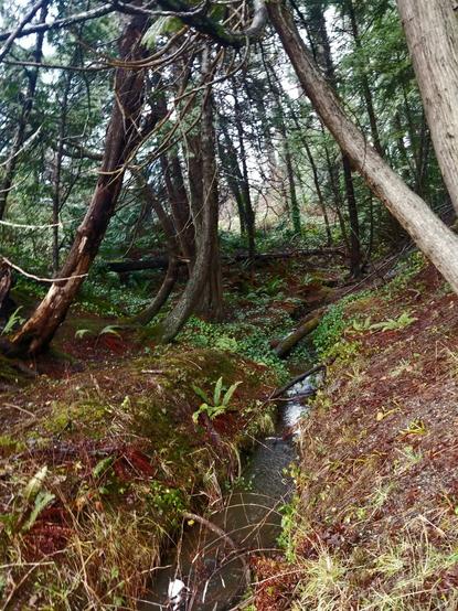 A small creek, surrounded by trees in Autumn.