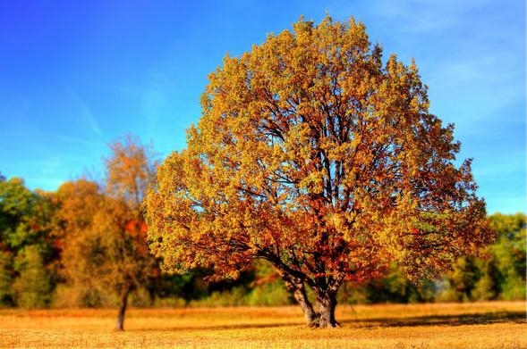 Arbre aux couleurs automnales