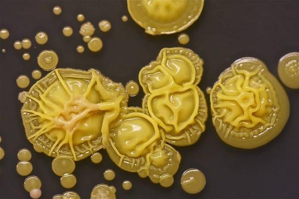 Yellow contaminants seen on an old TSA plate, raised ridges spreading like fingers