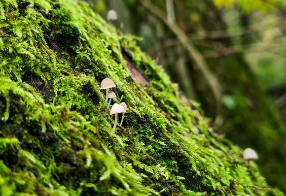 A bright mossy green fallen textured tree trunk in the woods is diagonally across the frame, with a few tiny delicate white and brown mushrooms growing from the middle of the moss.