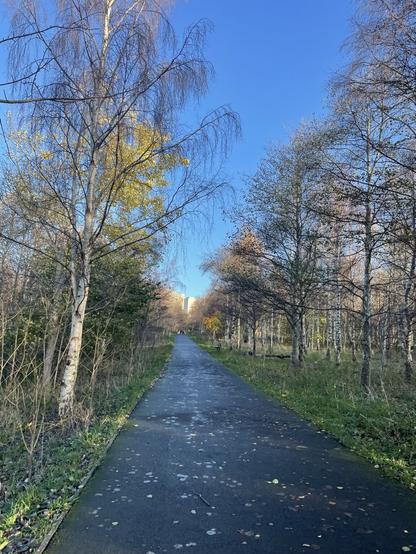 Path between silver birch trees in the sunshine. Blue sky.