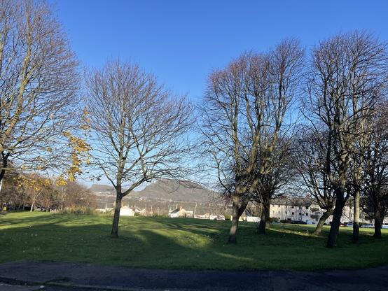 Arthur’s Seat hill seen through bare winter trees.