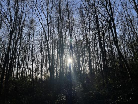 Winter sun shining through bare trees.