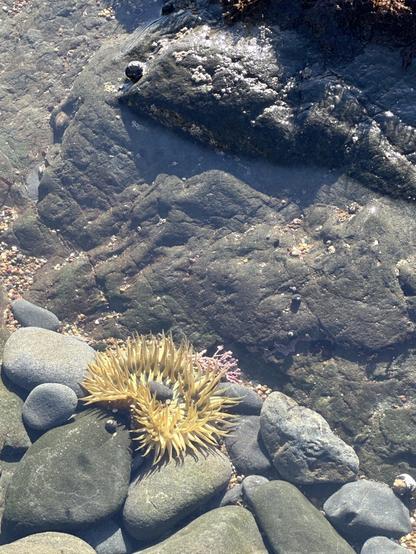 Close up of a tide pool. In the lower right corner of the submerged section, there is a yellowish sea anemone with outspread, sprawling tentacles sitting on a bed of smoothie rocks above a slightly deeper section with several black-shelled hermit crabs.