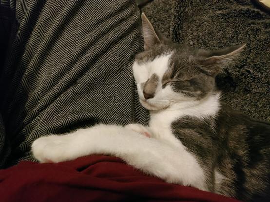 A grey and white 6 month old kitten sleeping half on a lap and half on the sofa.